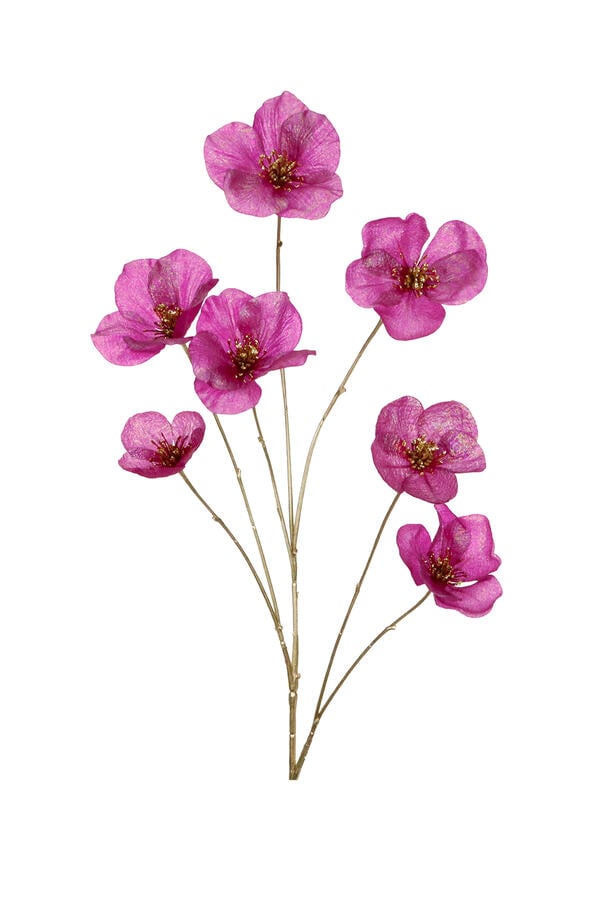 Eranthis Flower Stem