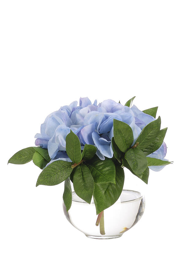  Hydrangea