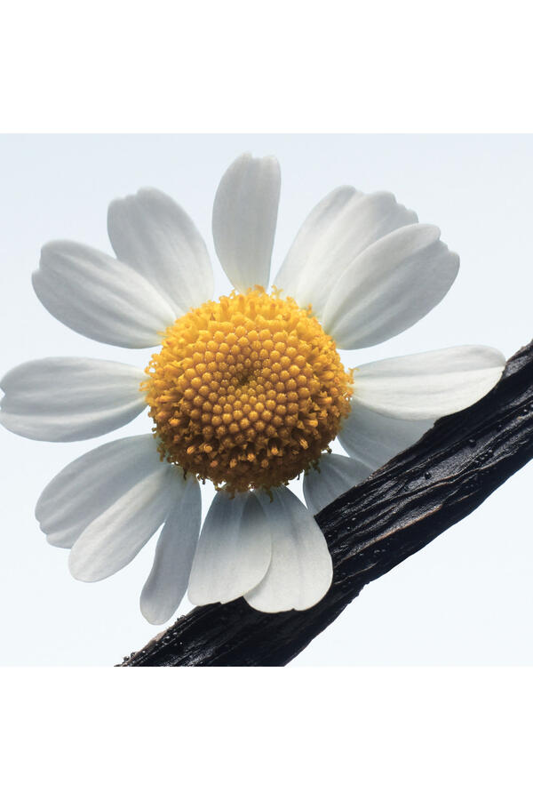 Camomille Satin Eau de Parfum