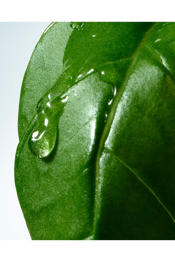 Basil & Hinoki Hand Cream
