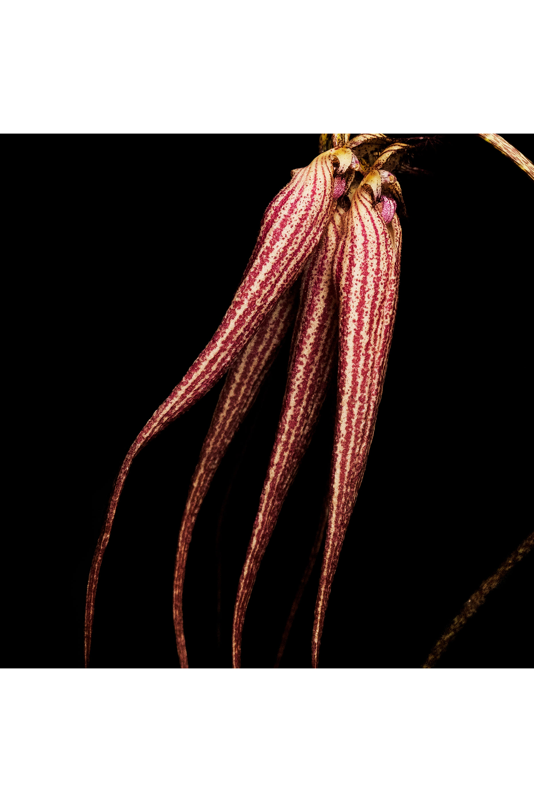 Bal d&rsquo;Afrique Absolu de Parfum