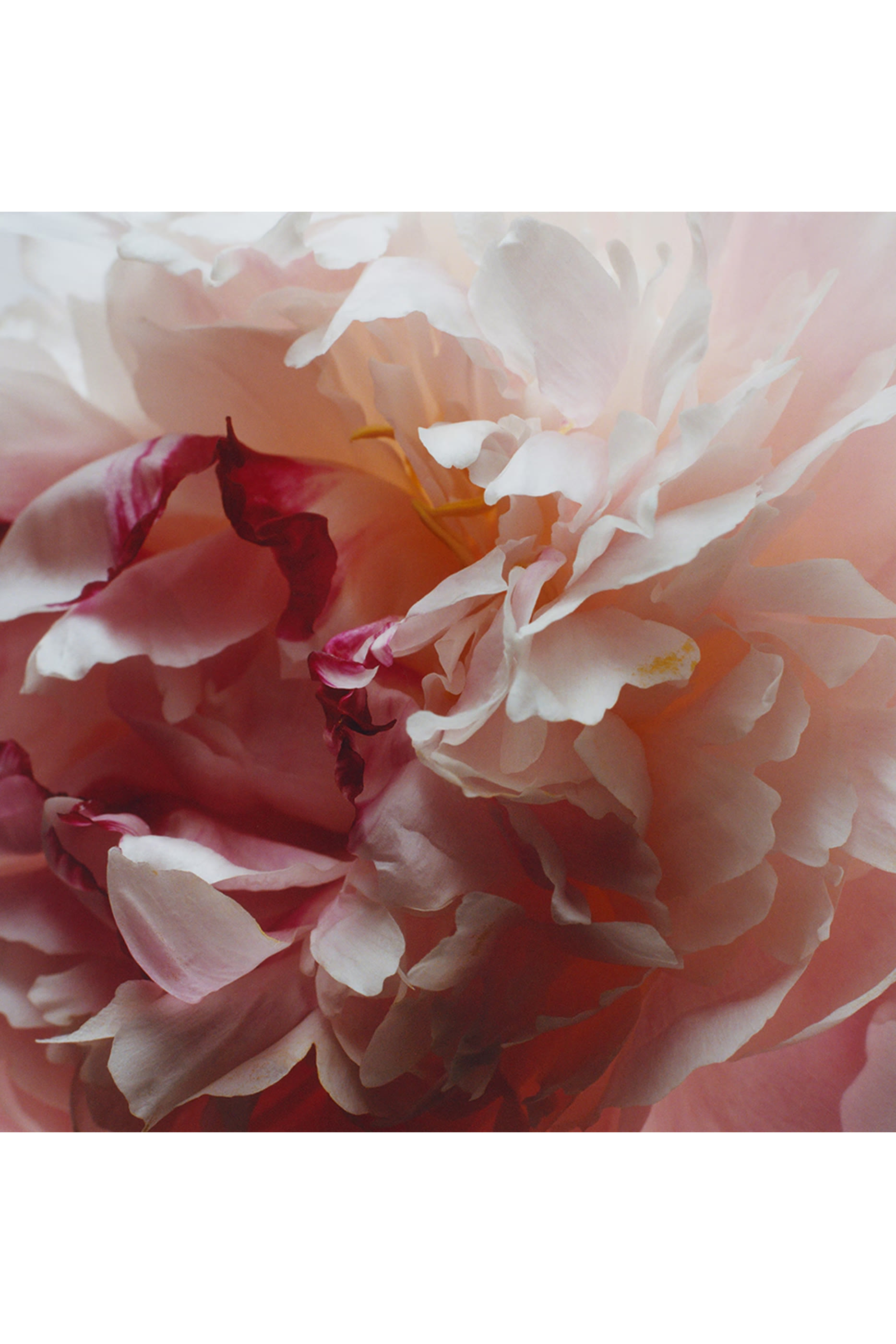 Peony and Blush Suede Eau de Toilette