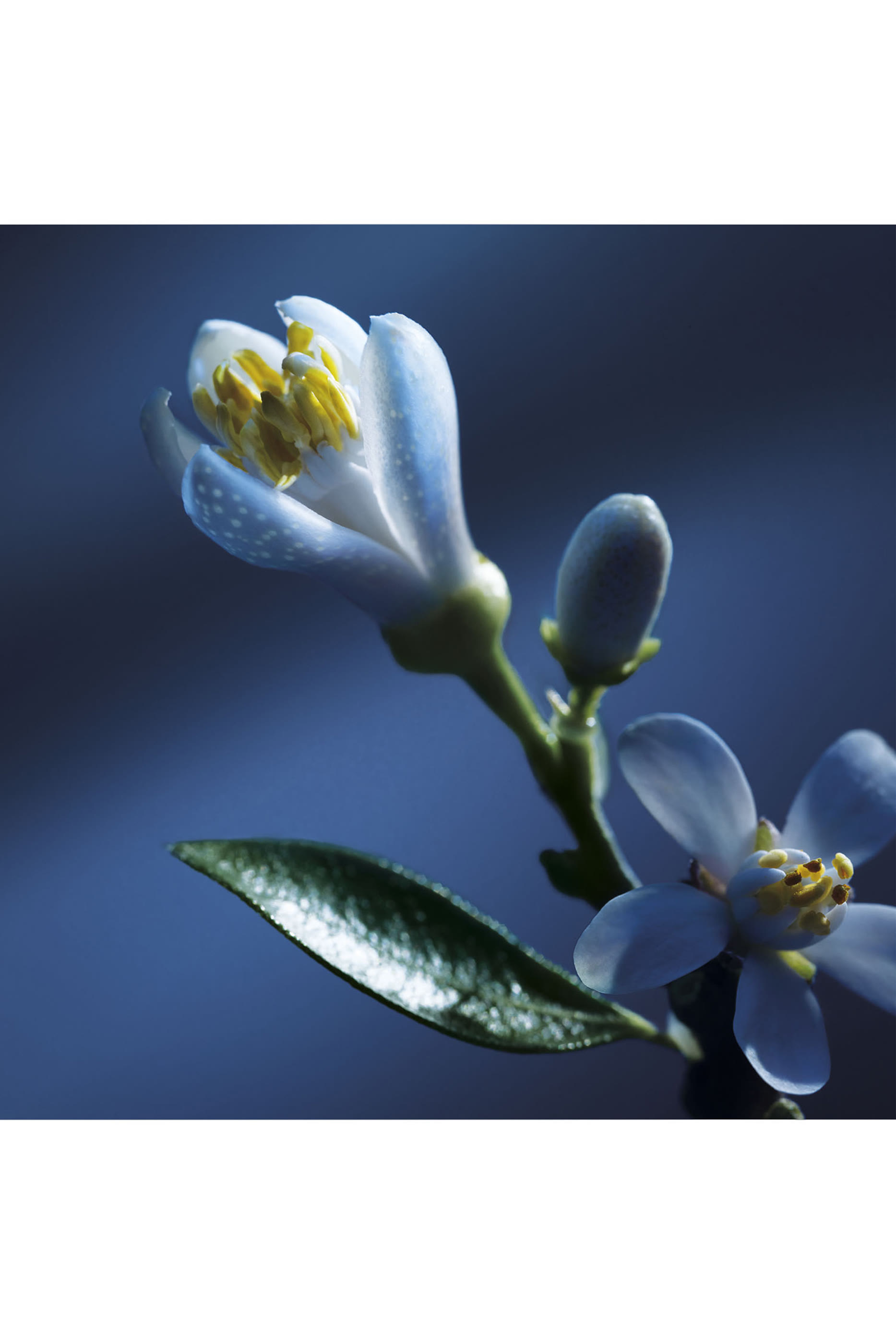 Atelier Des Fleurs Nuit D&rsquo;oranger