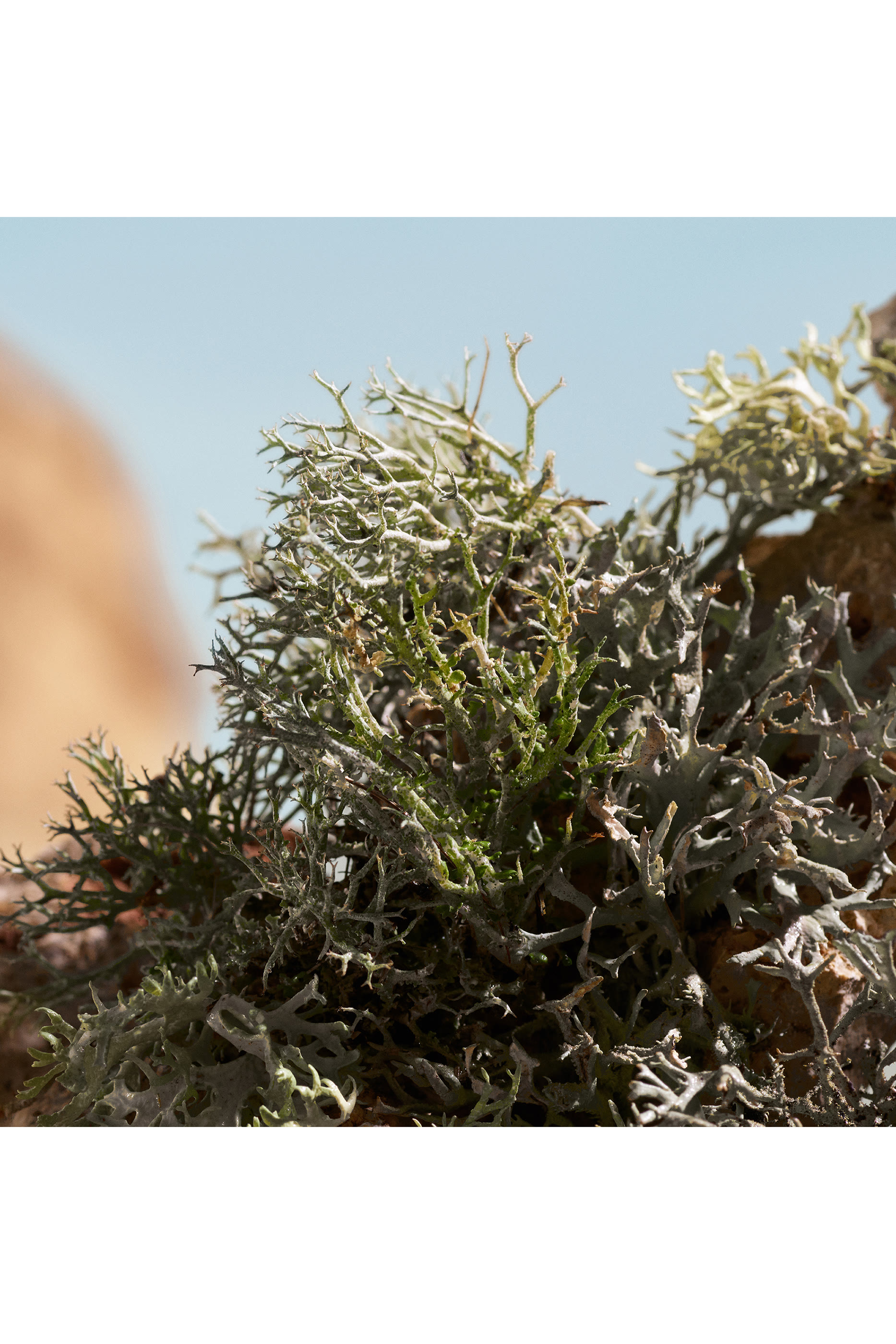 Q Elixir Eau de Parfum