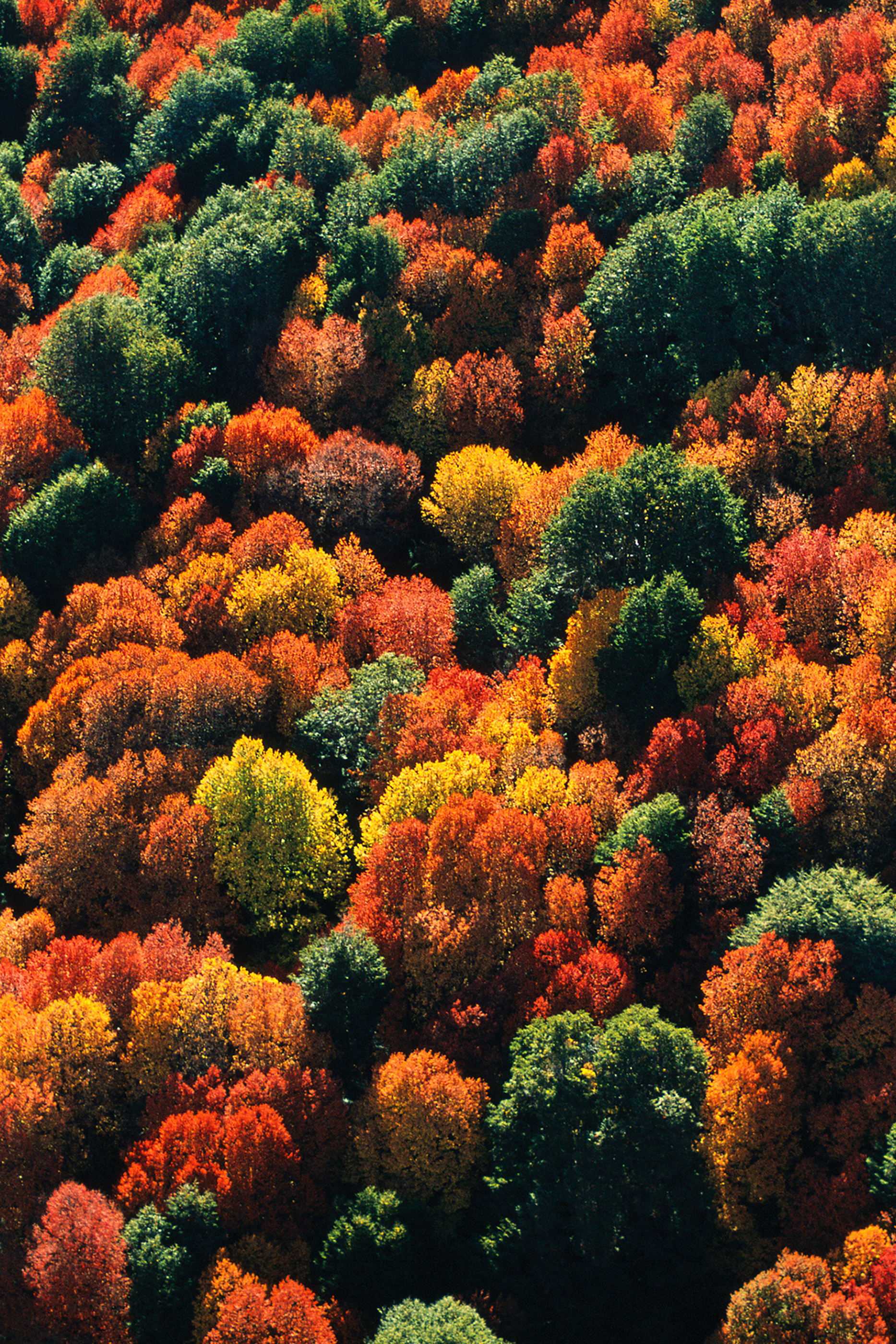 Aqua Allegoria Forte Rosa Palissandro Eau de Parfum