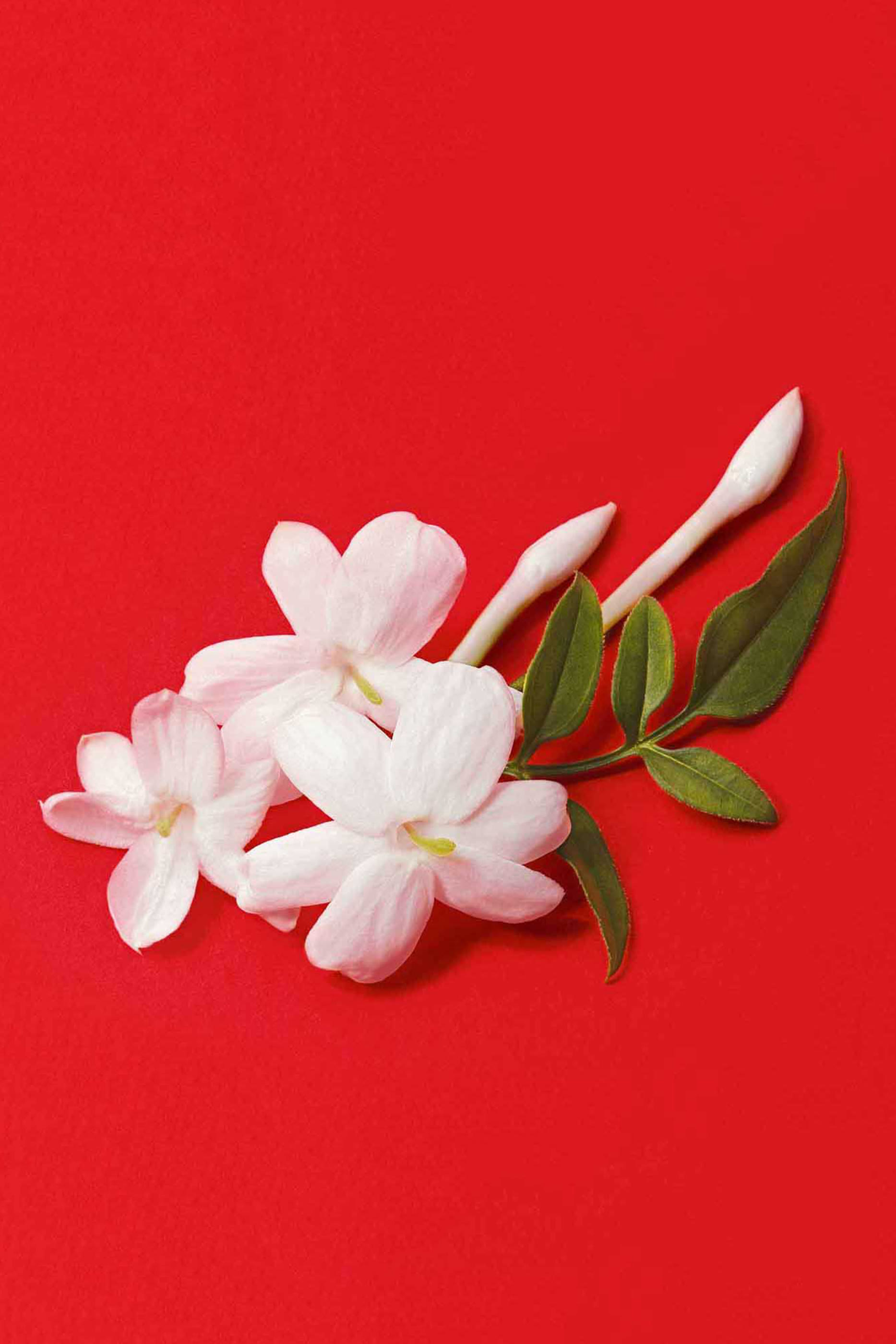 S&igrave; Passione Eau de Parfum Refill