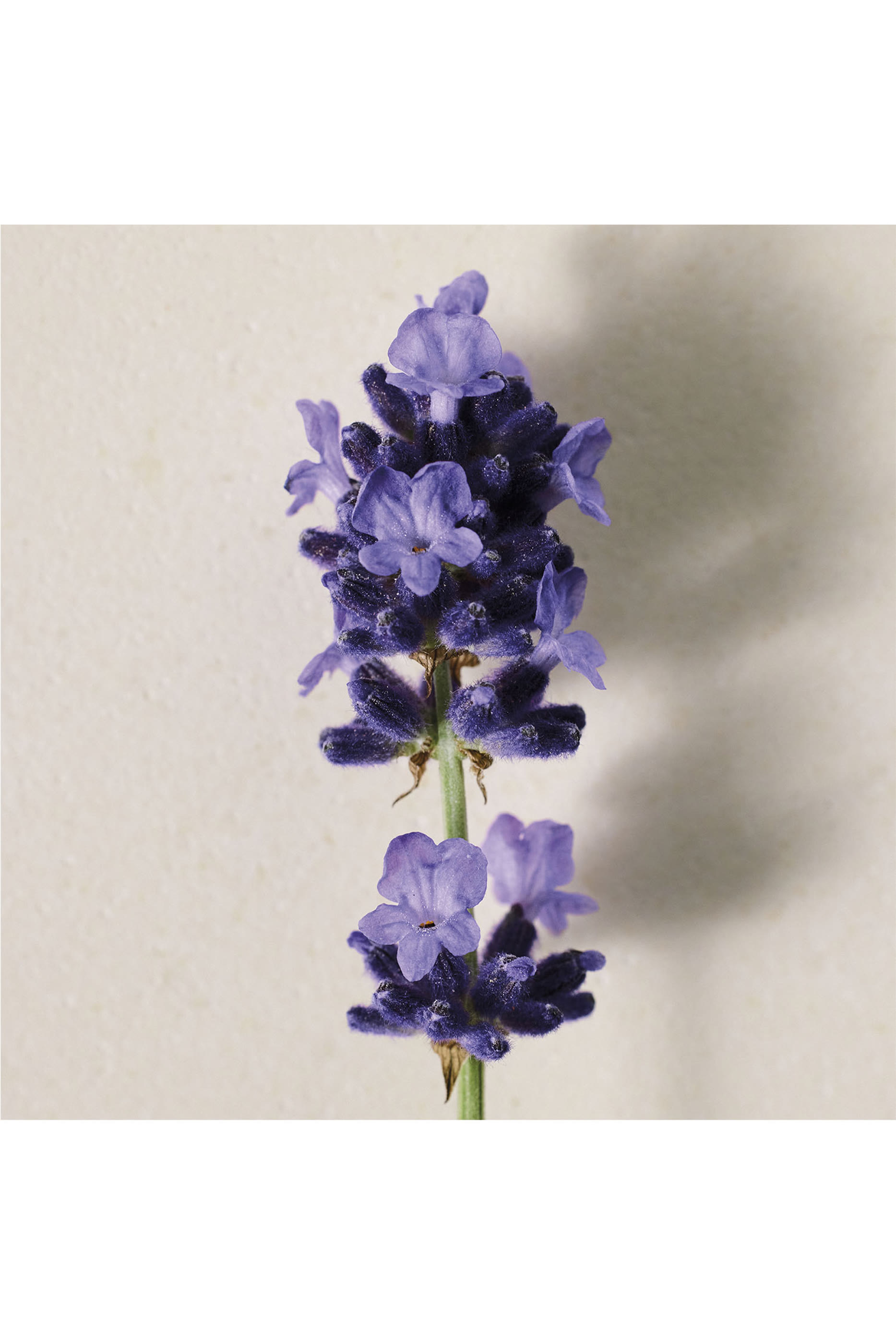 Atelier des Fleurs Lavanda Eau de Parfum