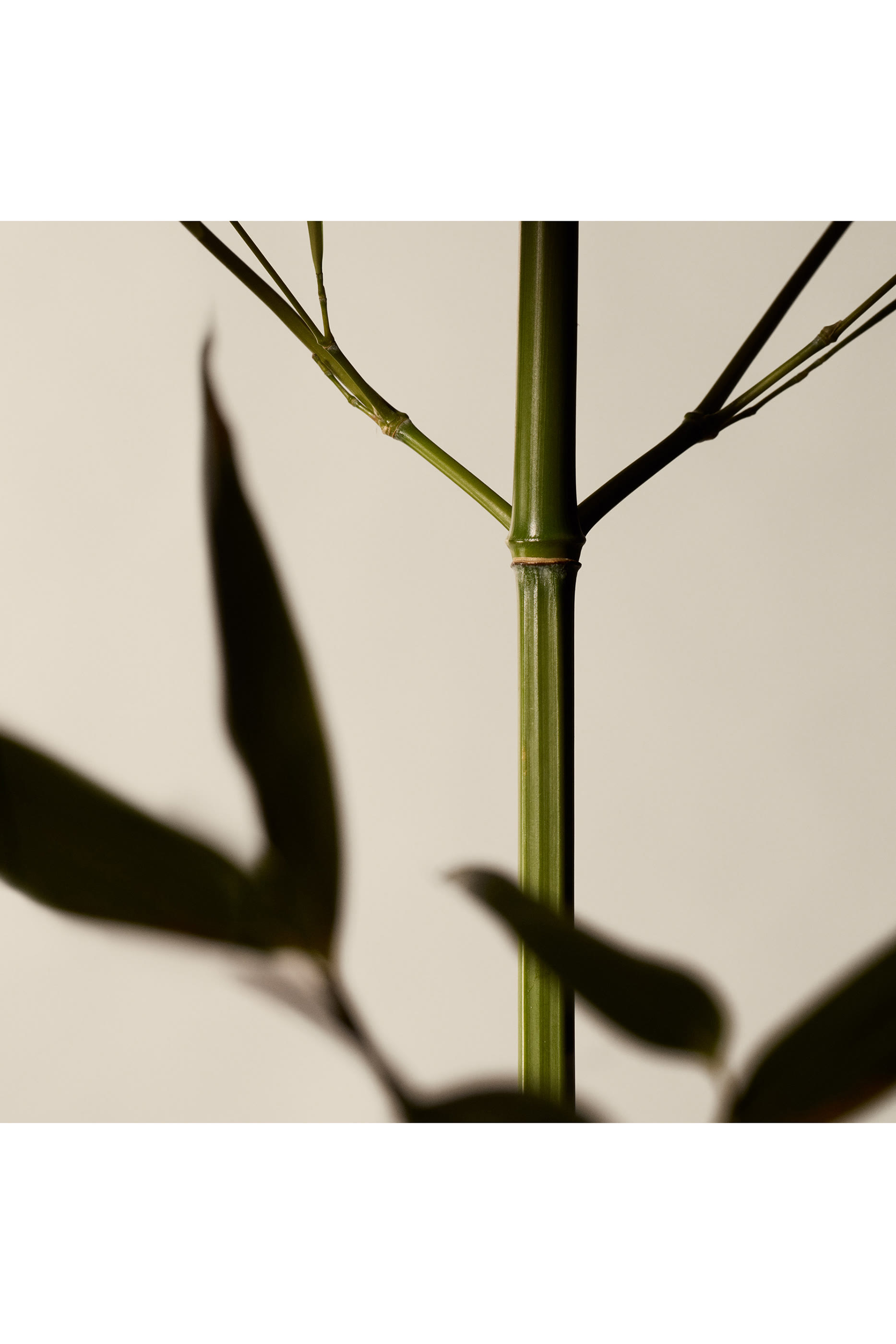 Geranium Leaf Body Scrub