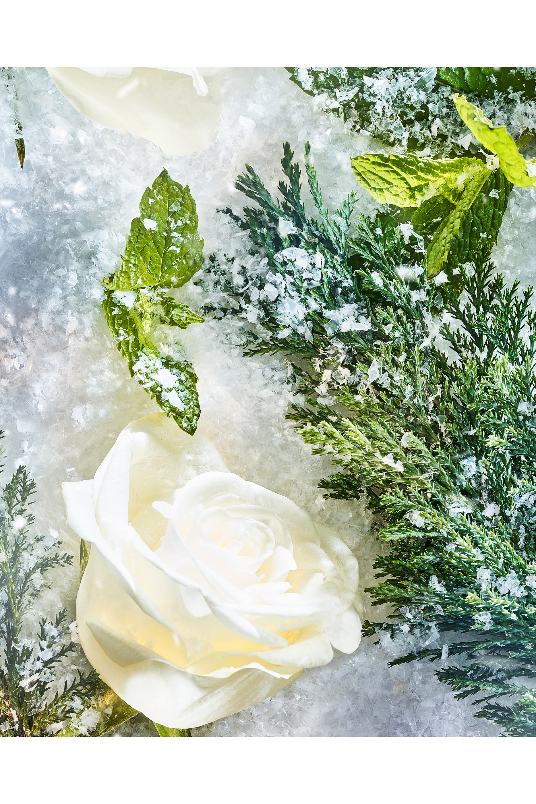 Isola Snow Parfum 