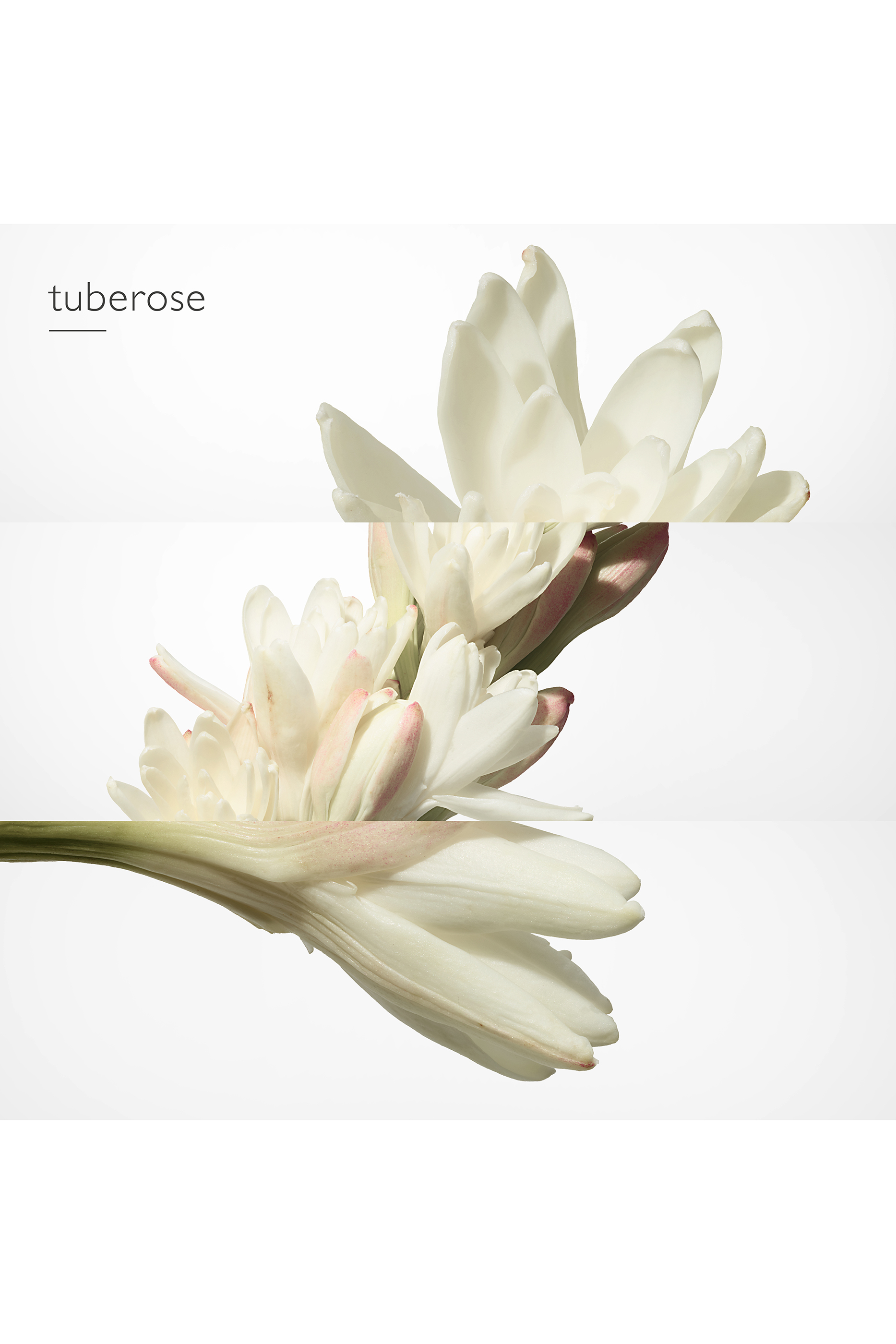 Twilly d'Herm&egrave;s, Eau de parfum