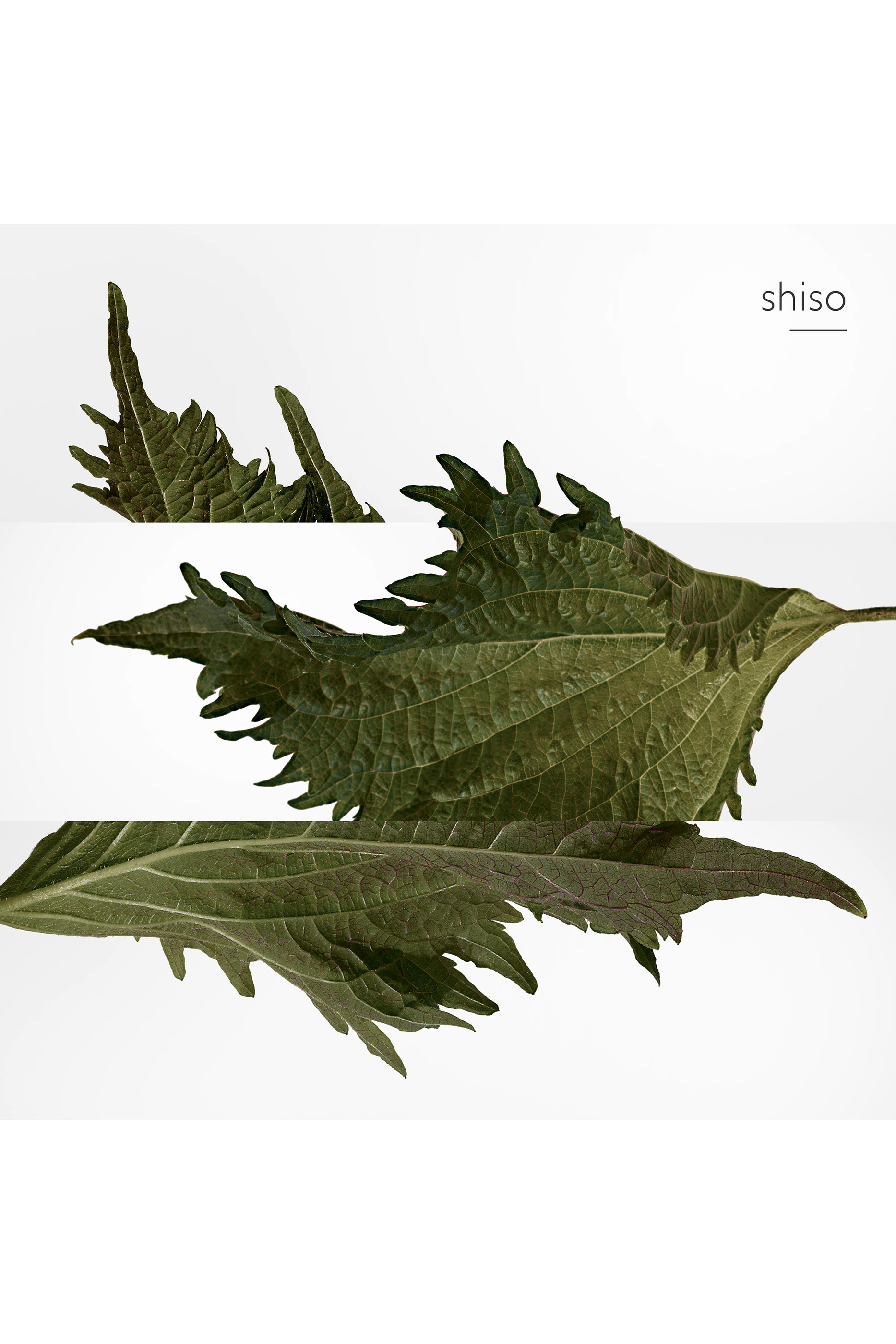 Terre d'Herm&egrave;s, Pure Parfum