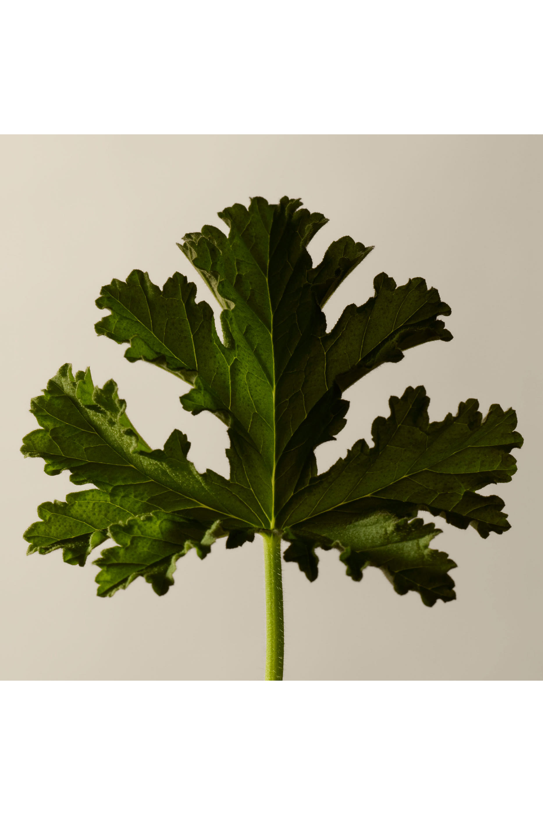 Geranium Leaf Body Balm