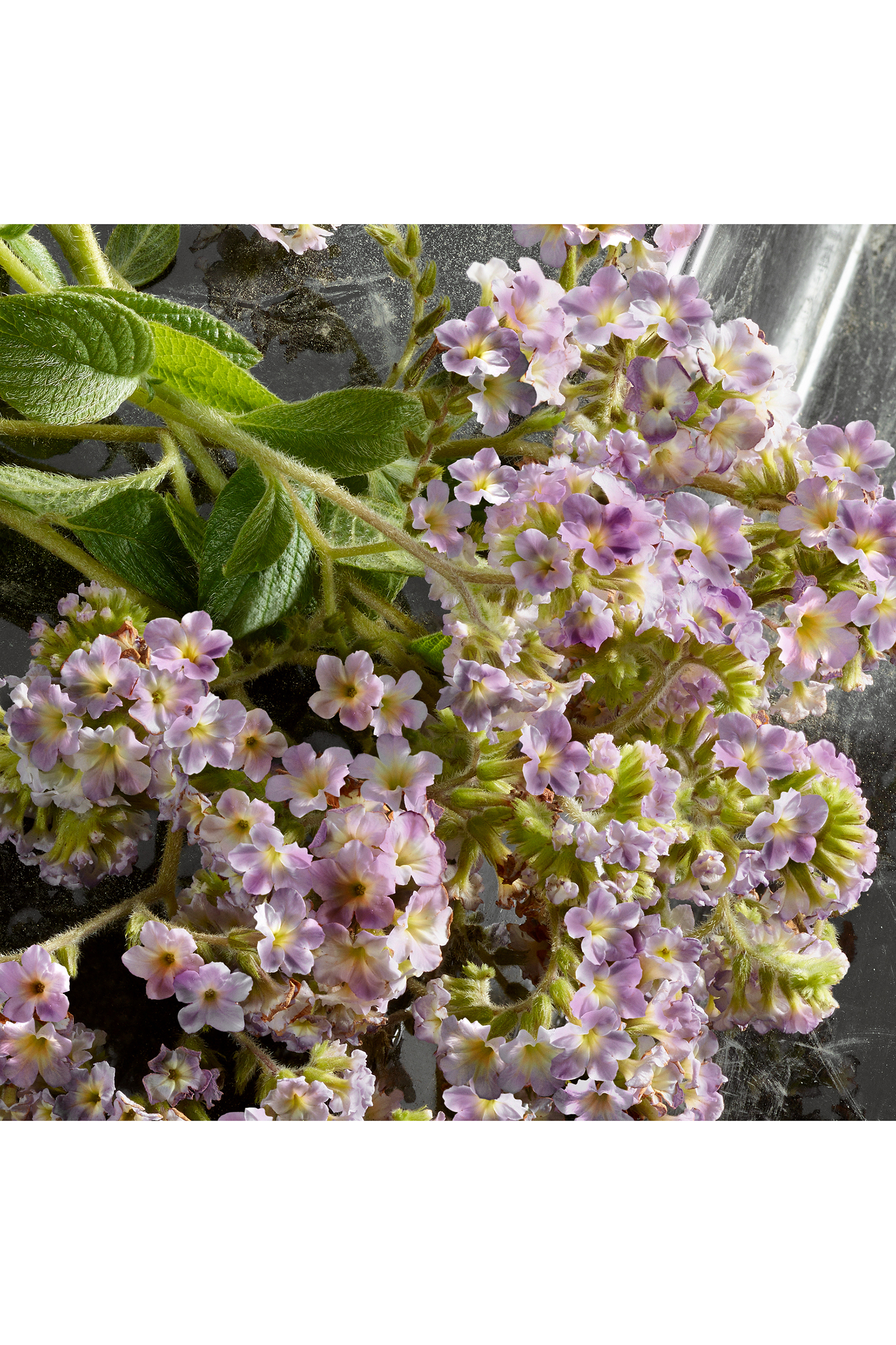 Q Intense Eau de Parfum