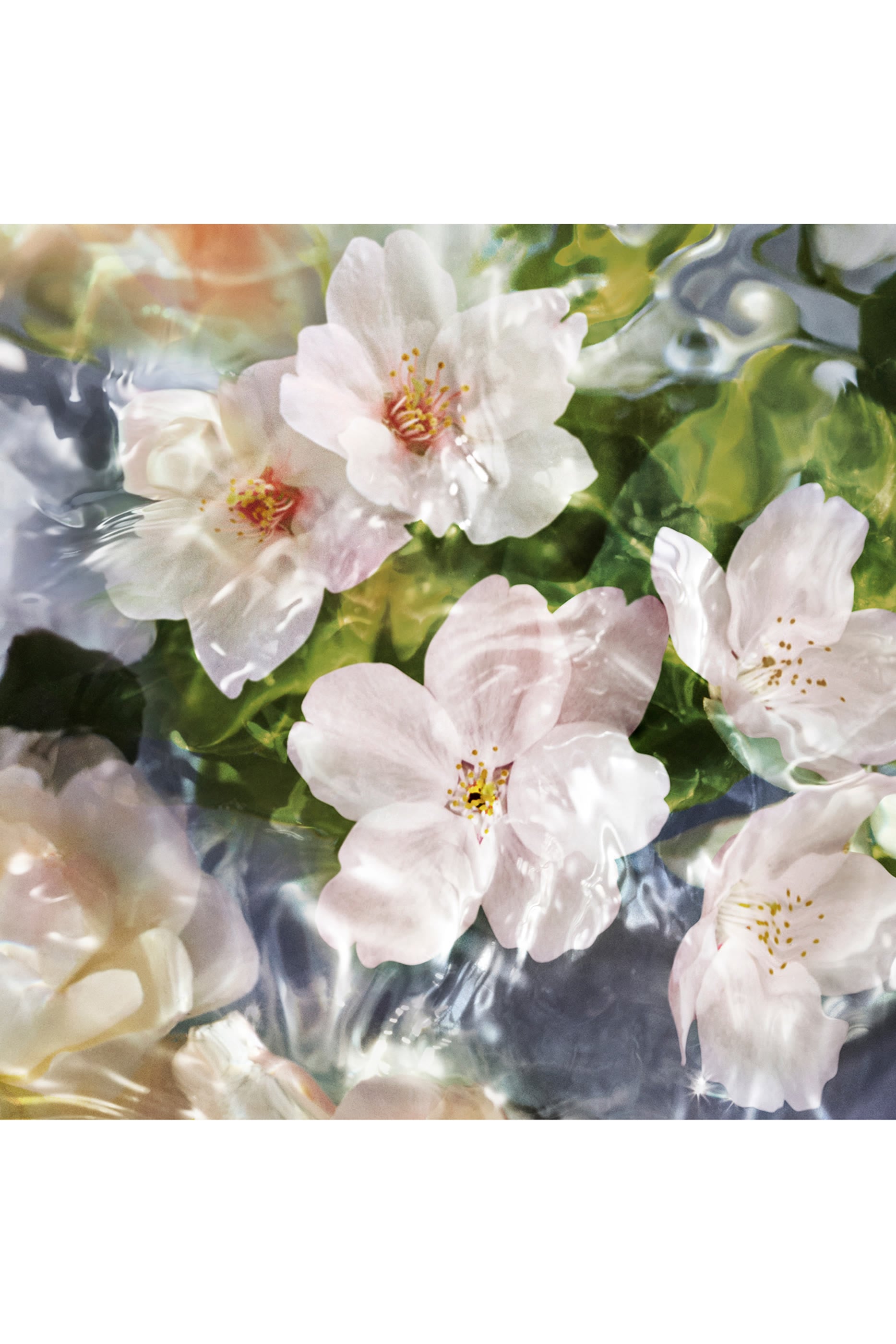 Flora Cherrysia Eau de toilette