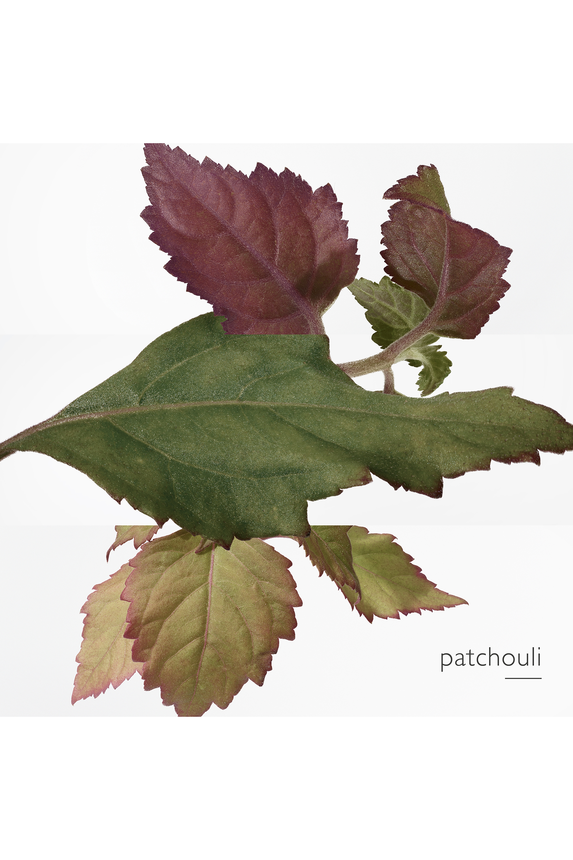 Twilly Eau Poivr&eacute;e, Eau de Parfum