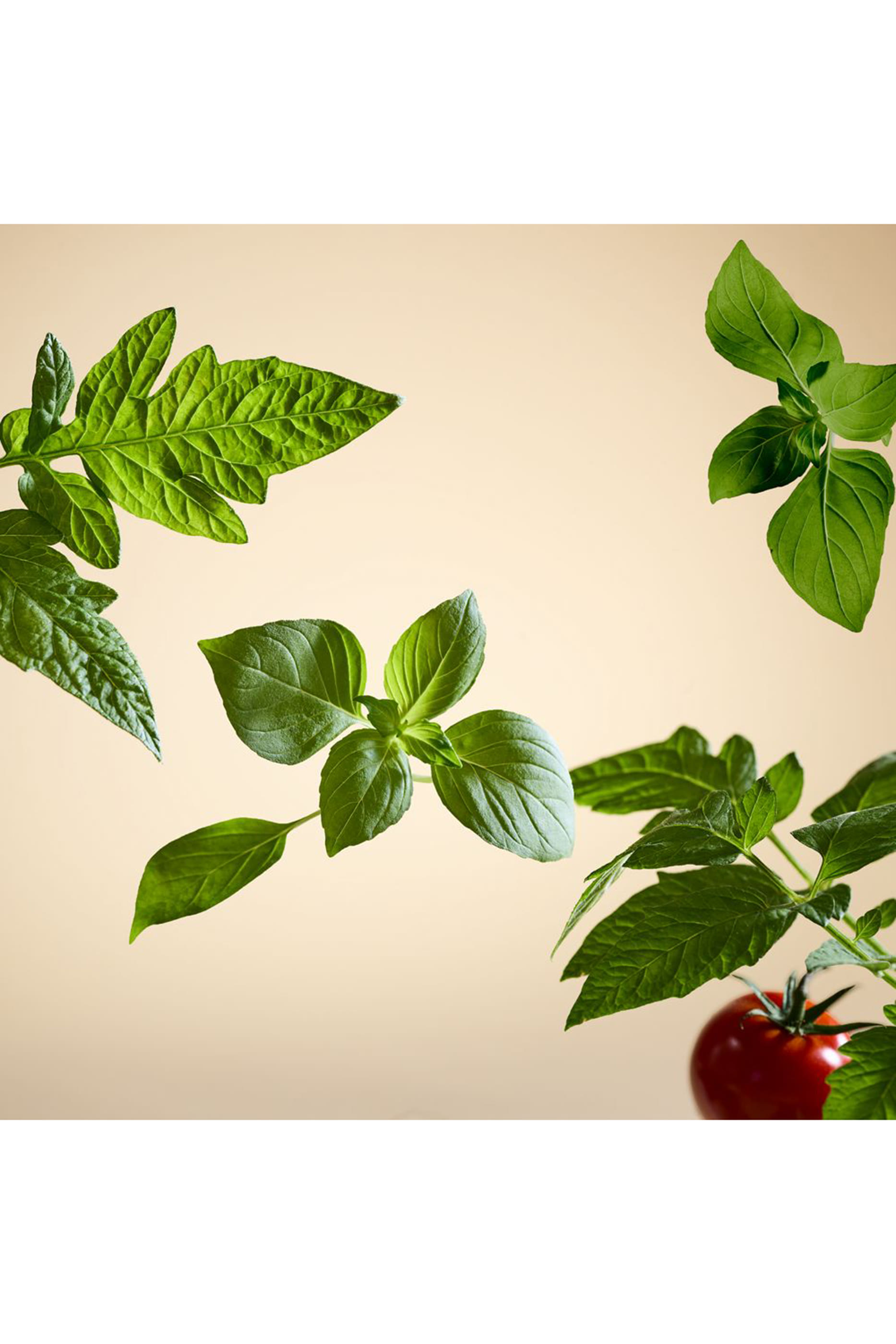 White Basil Refill Fragrance Sticks