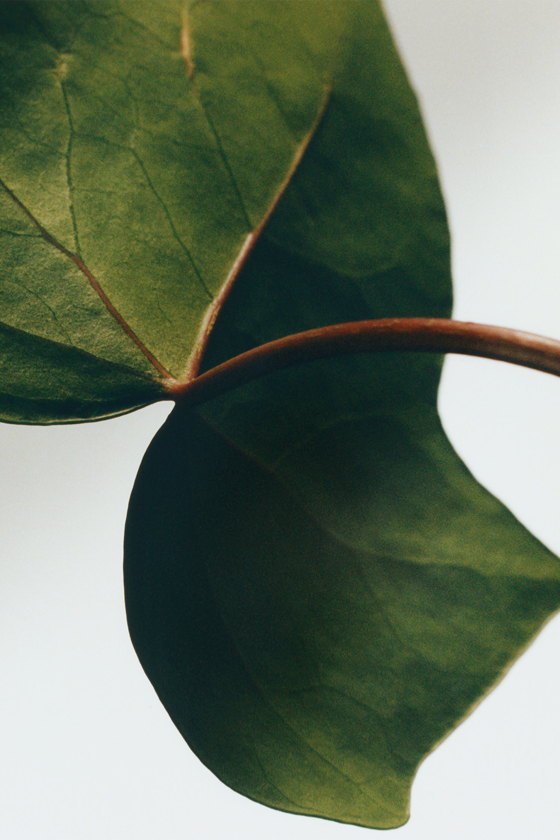 Ivy Scented Candle