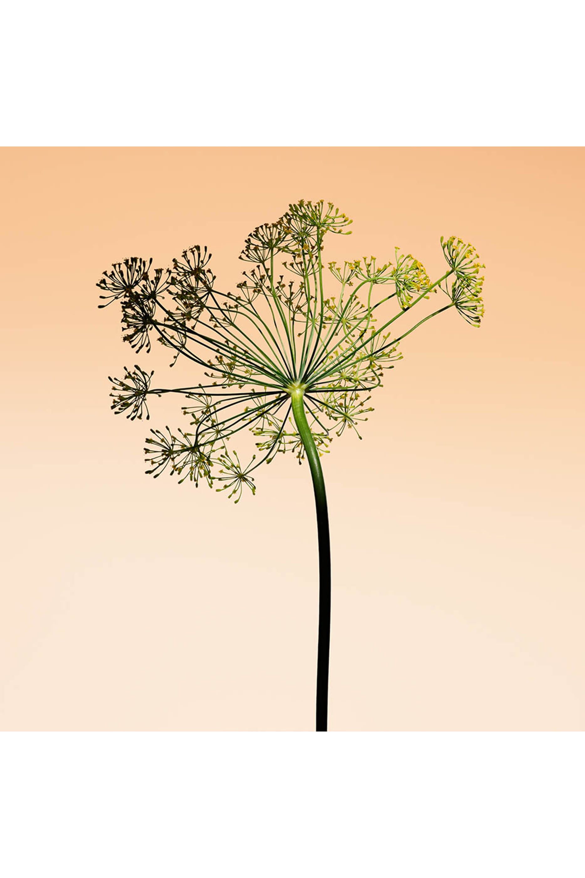 Orange M&eacute;diterran&eacute;e Eau de Toilette