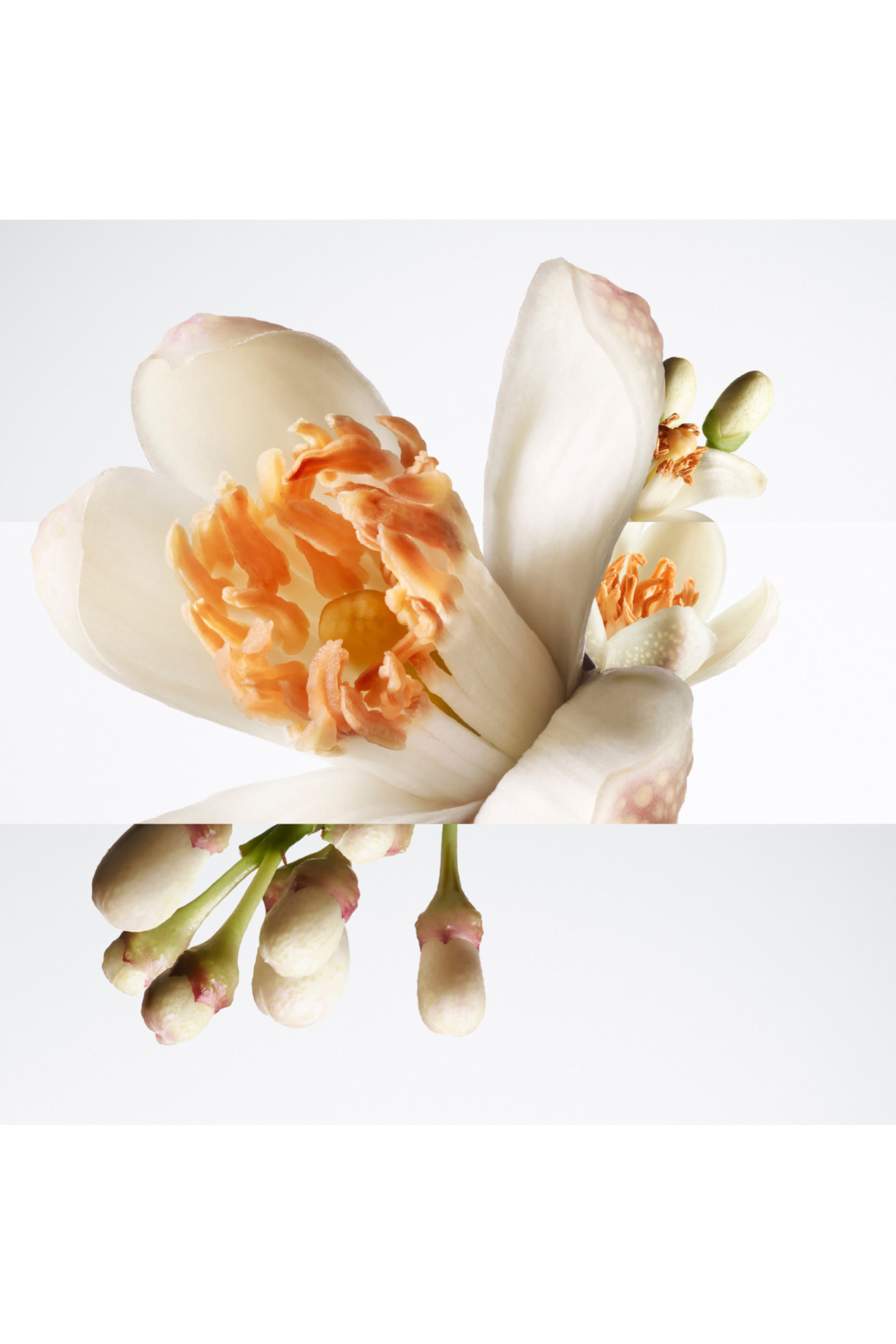 Barénia Pleine Fleur Eau de Parfum