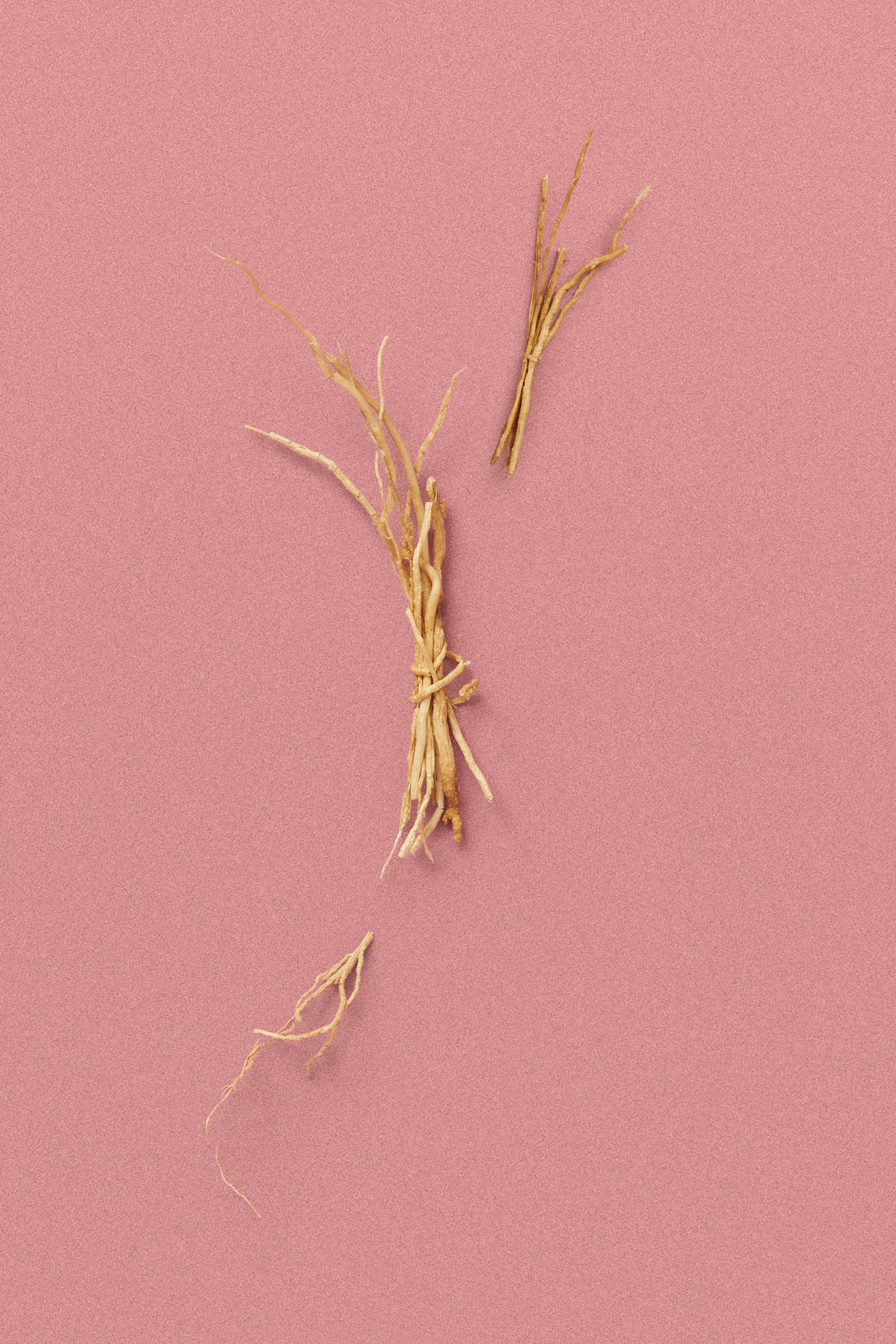 The Alchemist's Garden A Gloaming Night Eau de Parfum