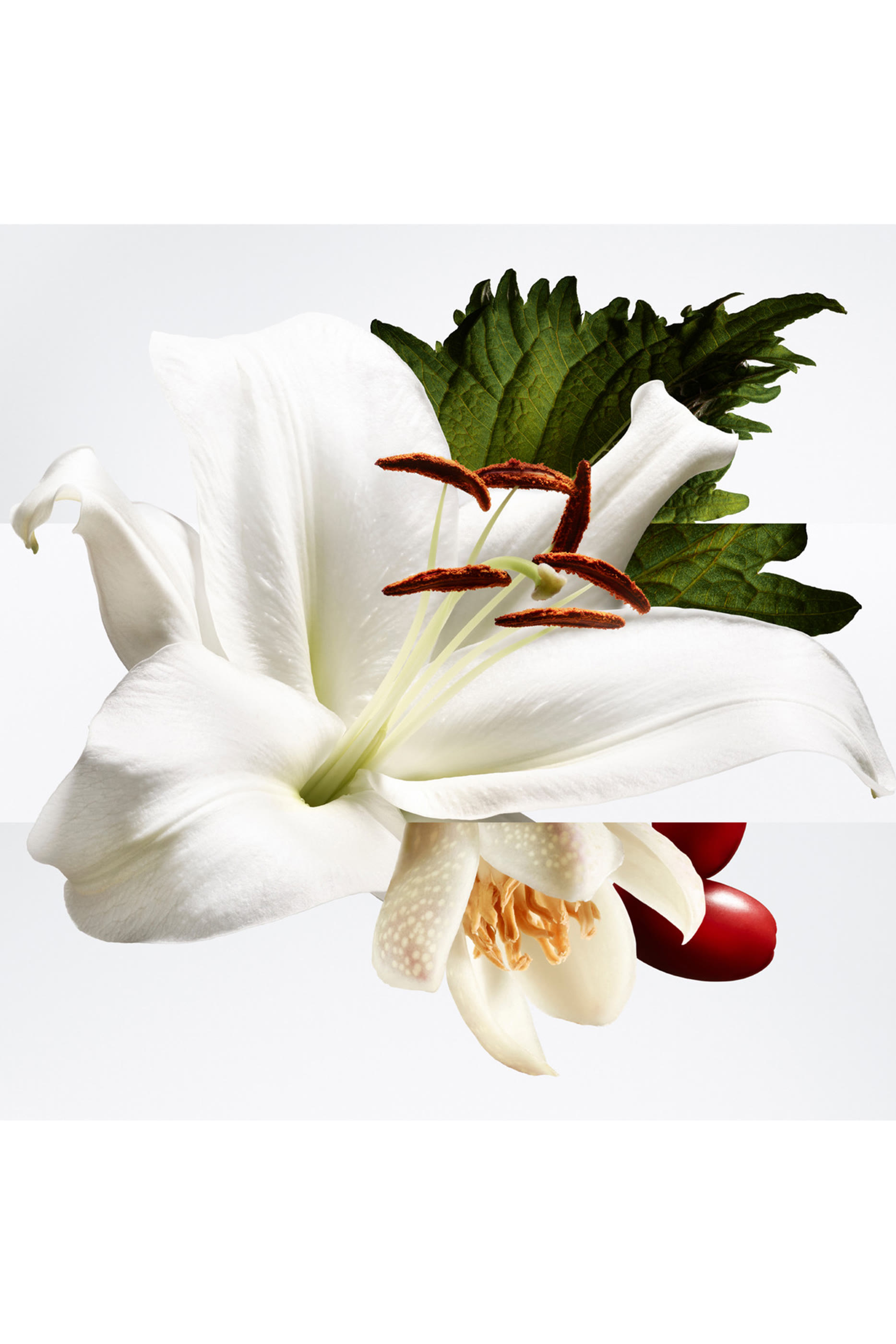 Barénia Pleine Fleur Eau de Parfum