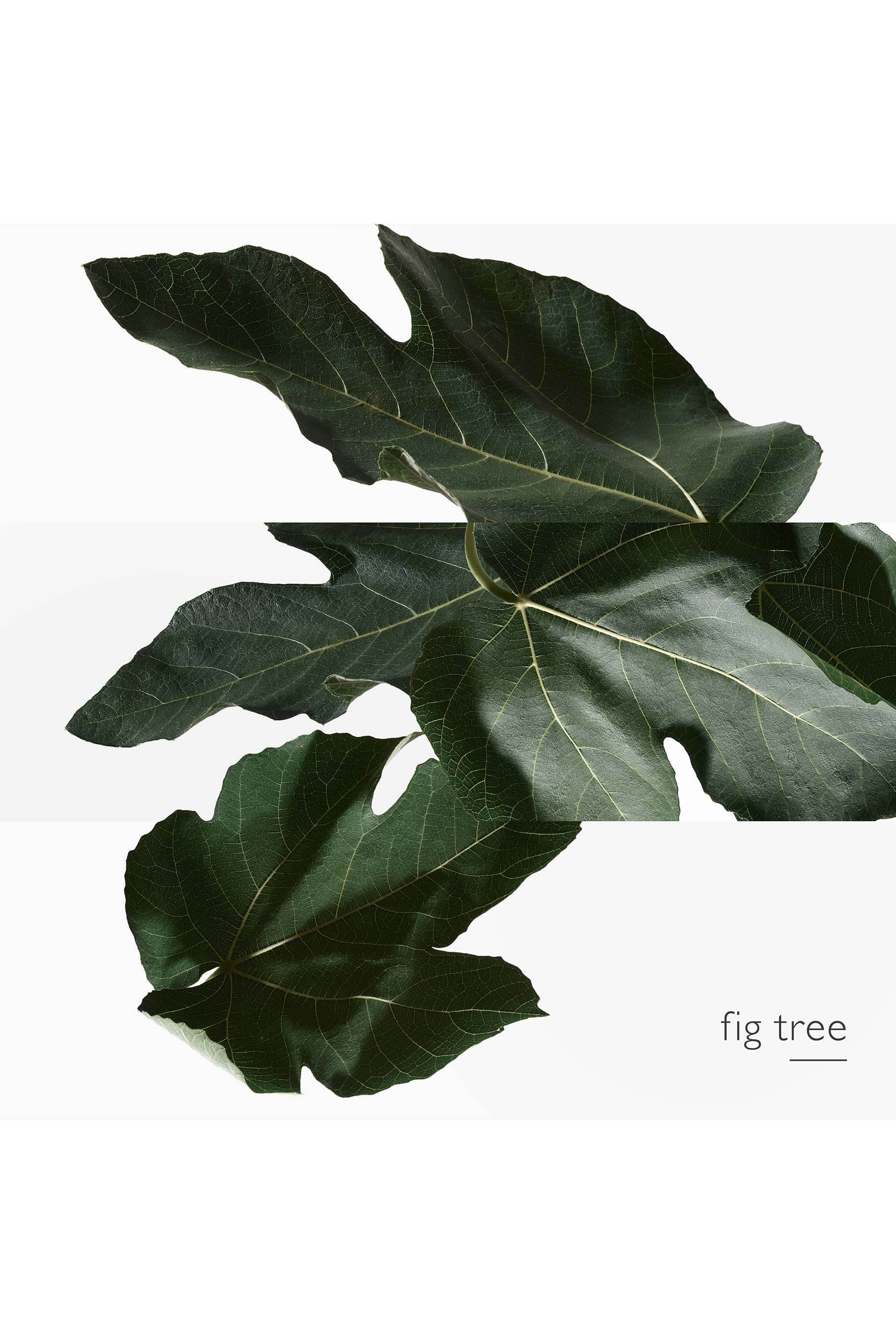 Un Jardin en M&eacute;diterran&eacute;e, Eau de toilette