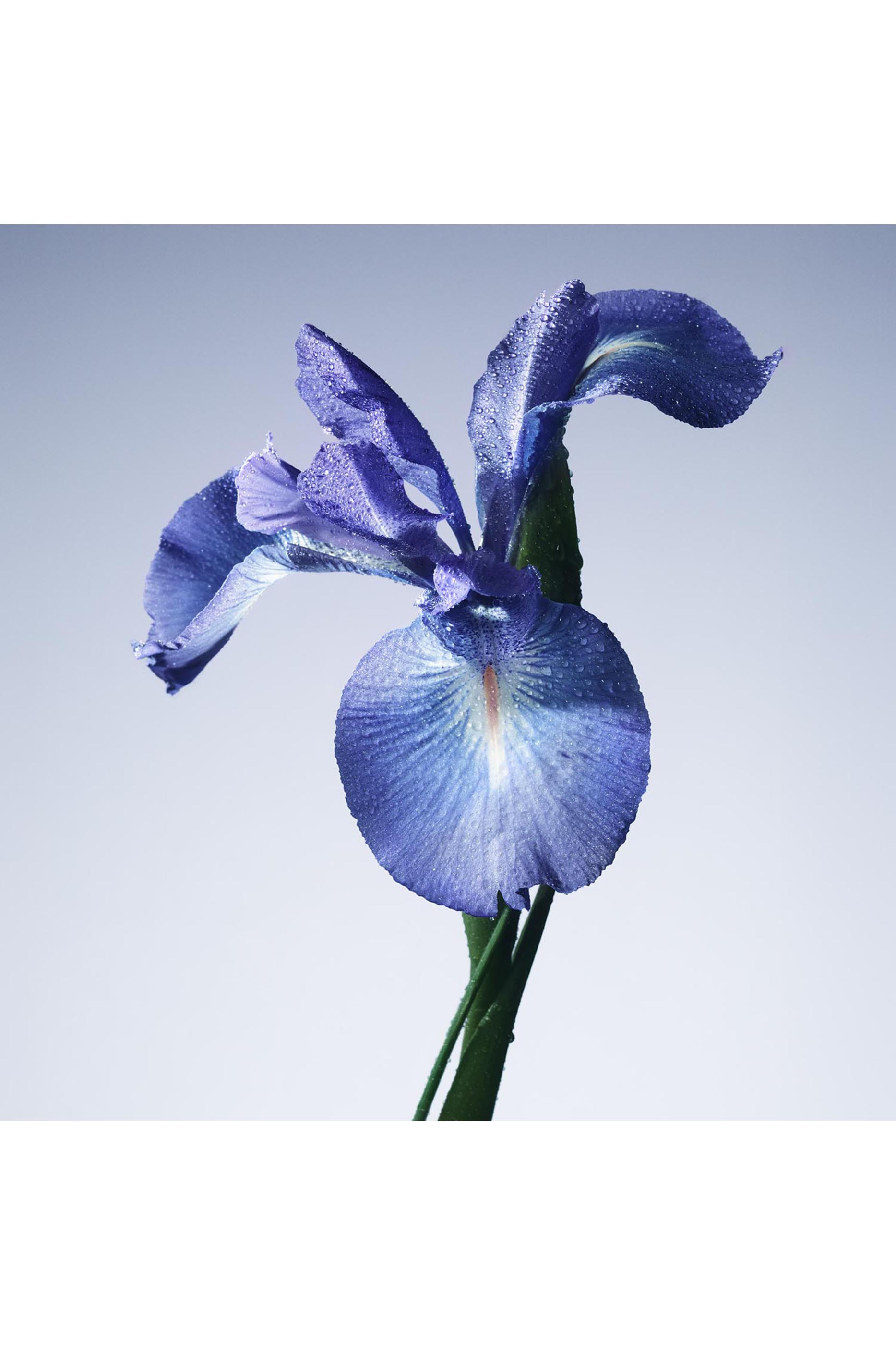 Iris Bleu Eau De Toilette 