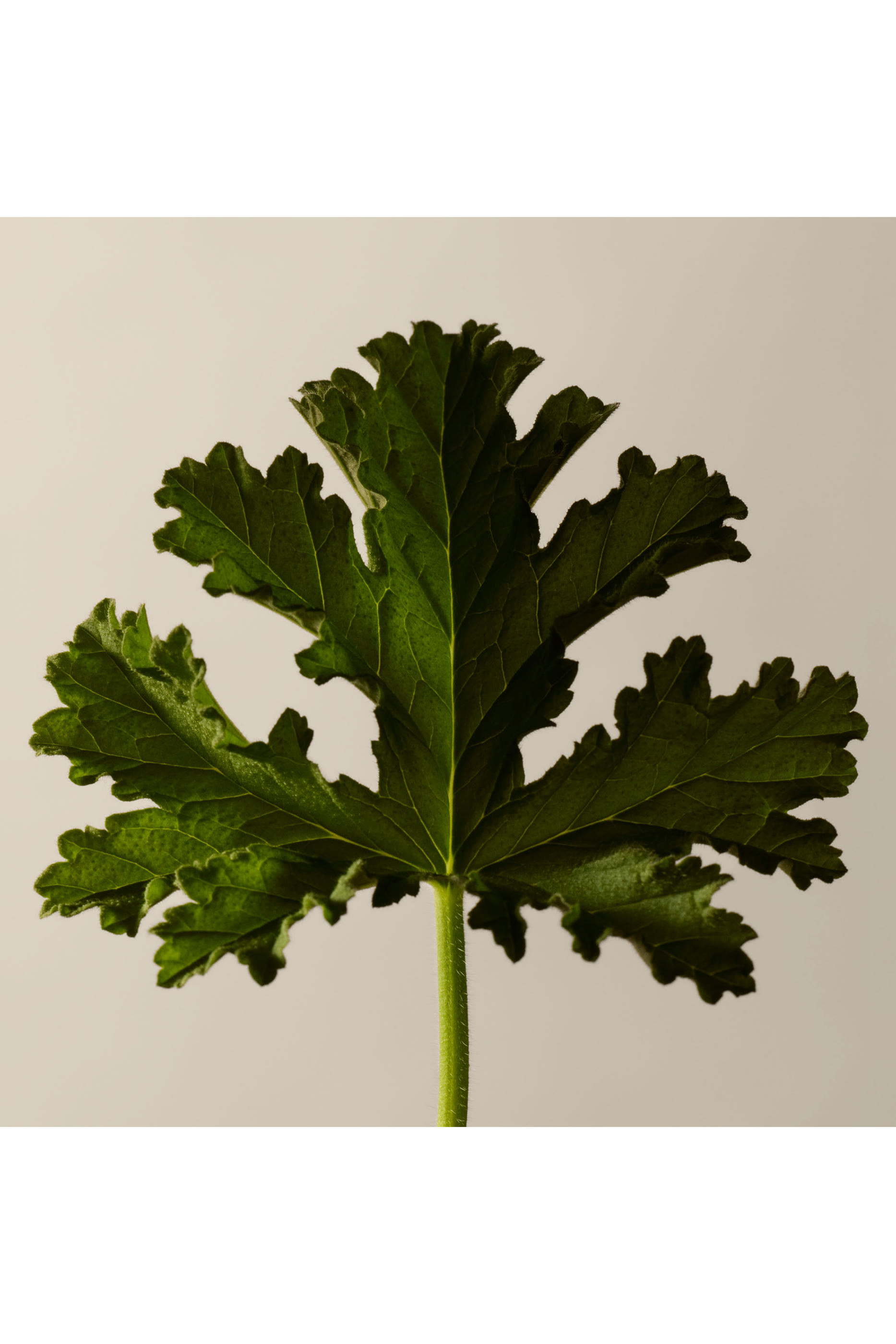 Geranium Leaf Body Cleanser