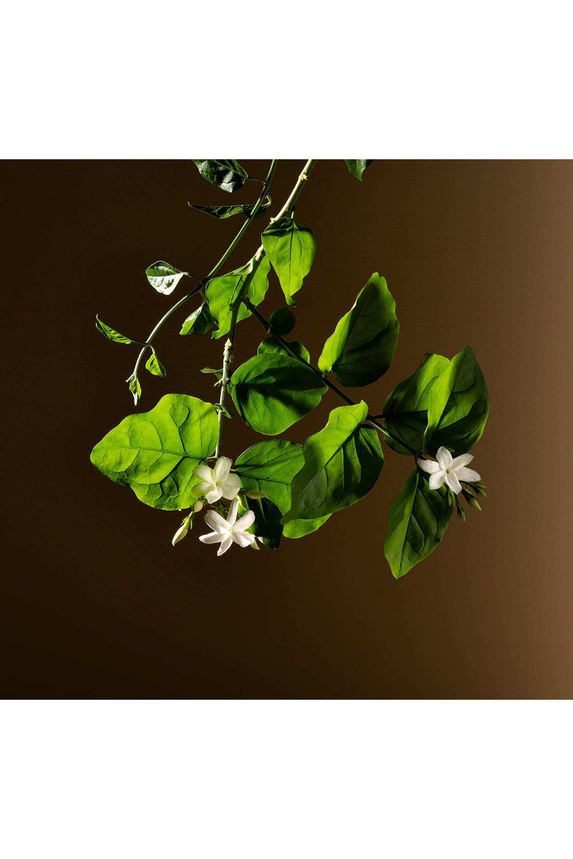 Gelsomino A Freddo Eau de Parfum