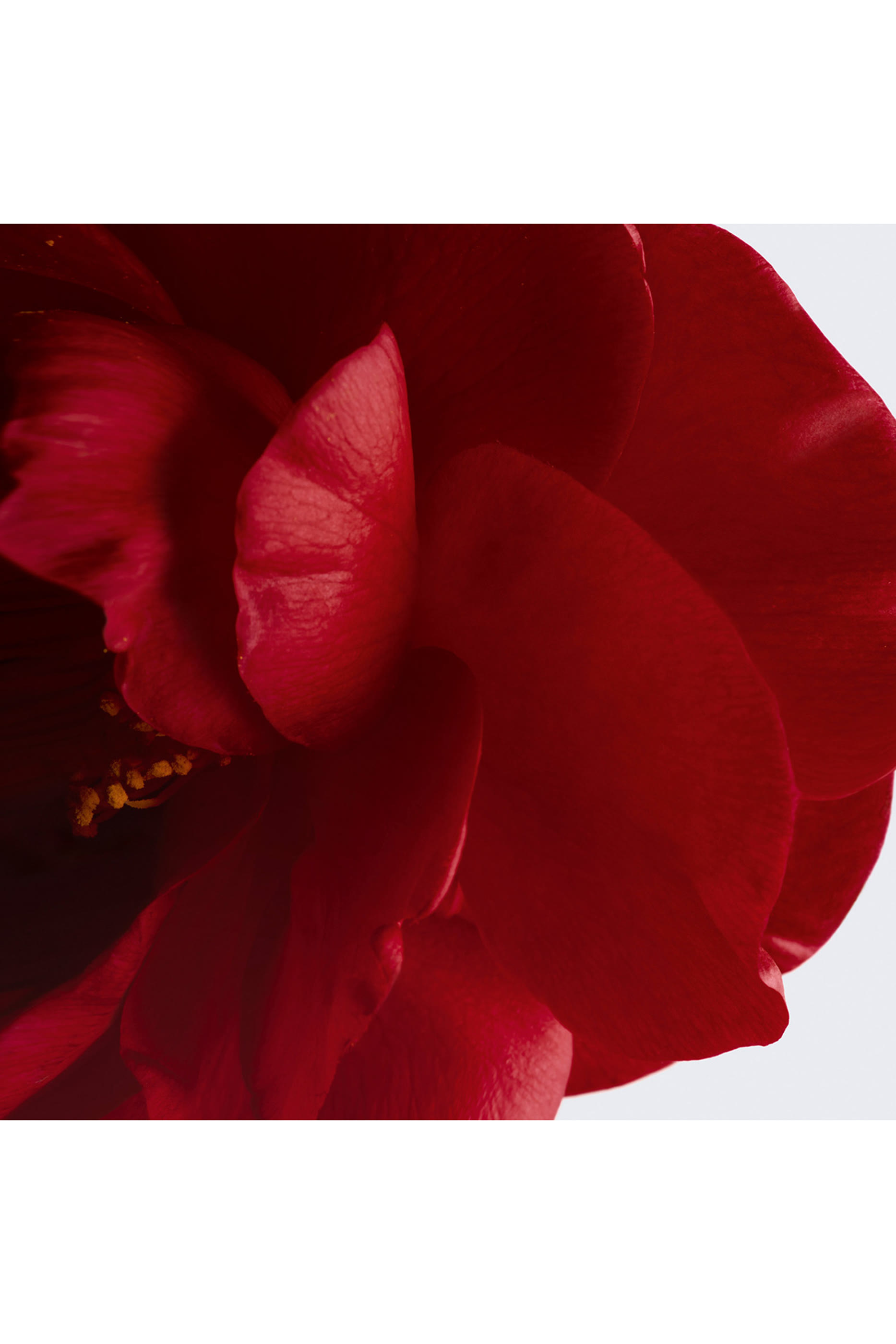 N&deg;1 De Chanel Revitalising Cream Smooths - Plumps - Provides Comfort