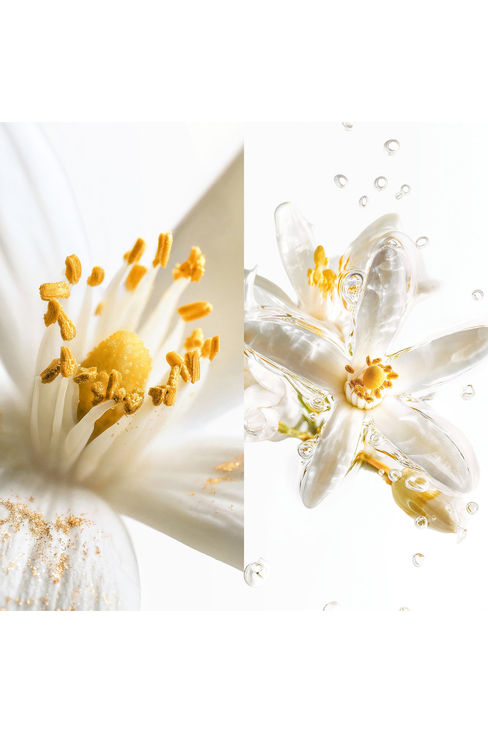 Ch.1: Scentsorium Blaze of Stillness Parfum