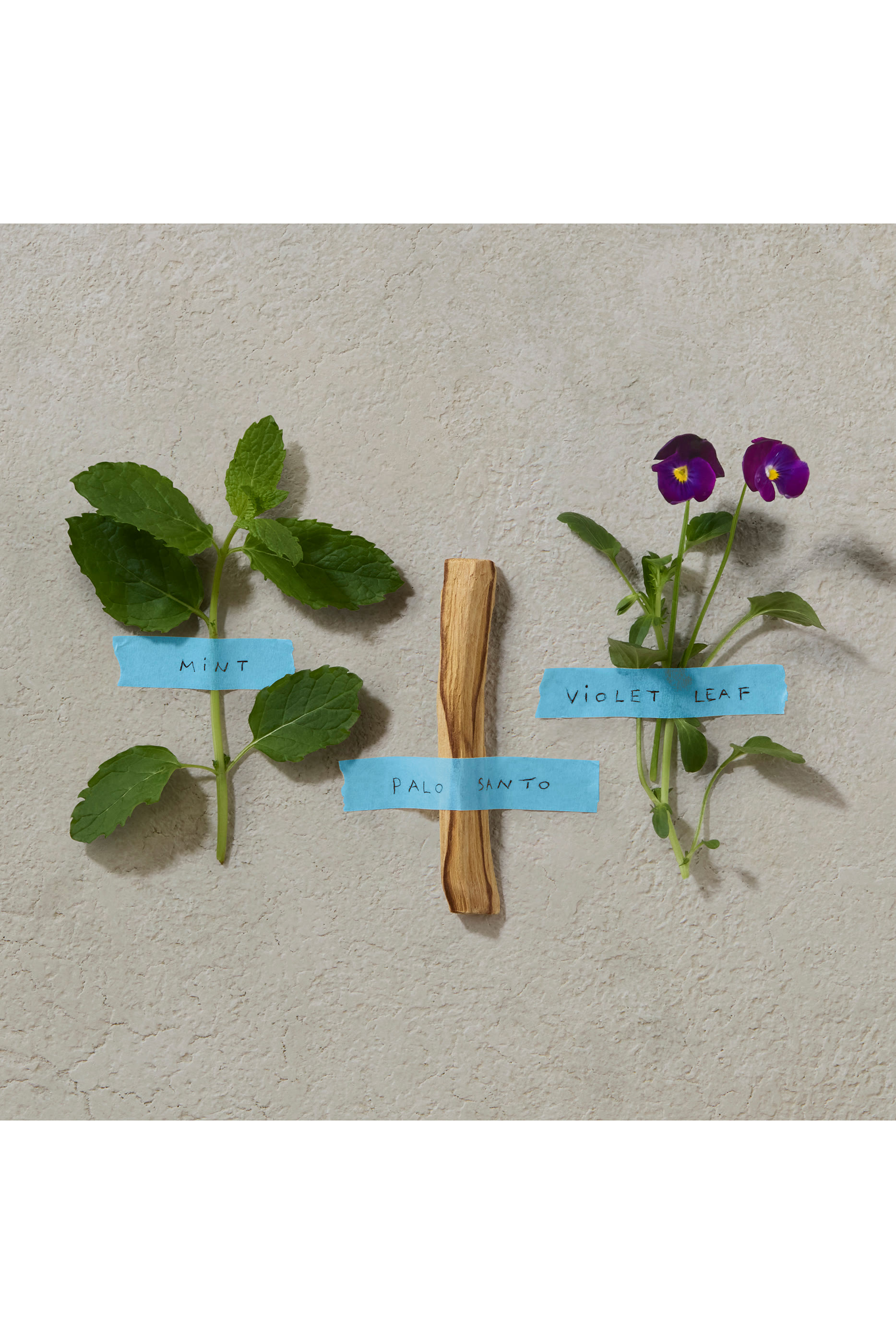 Bold Blend Eau de Parfum