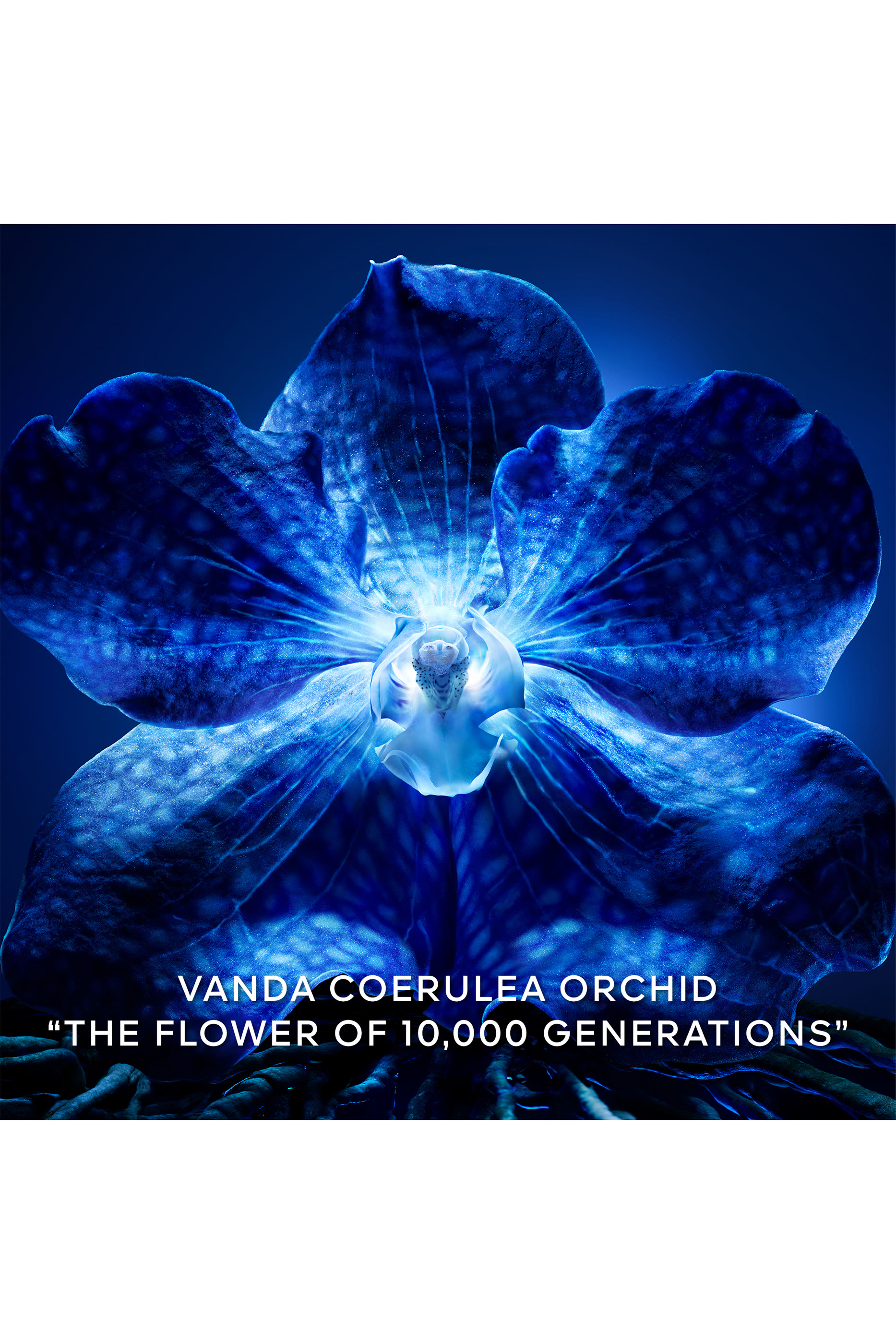 Orchidée Impériale The Longevity Concentrate