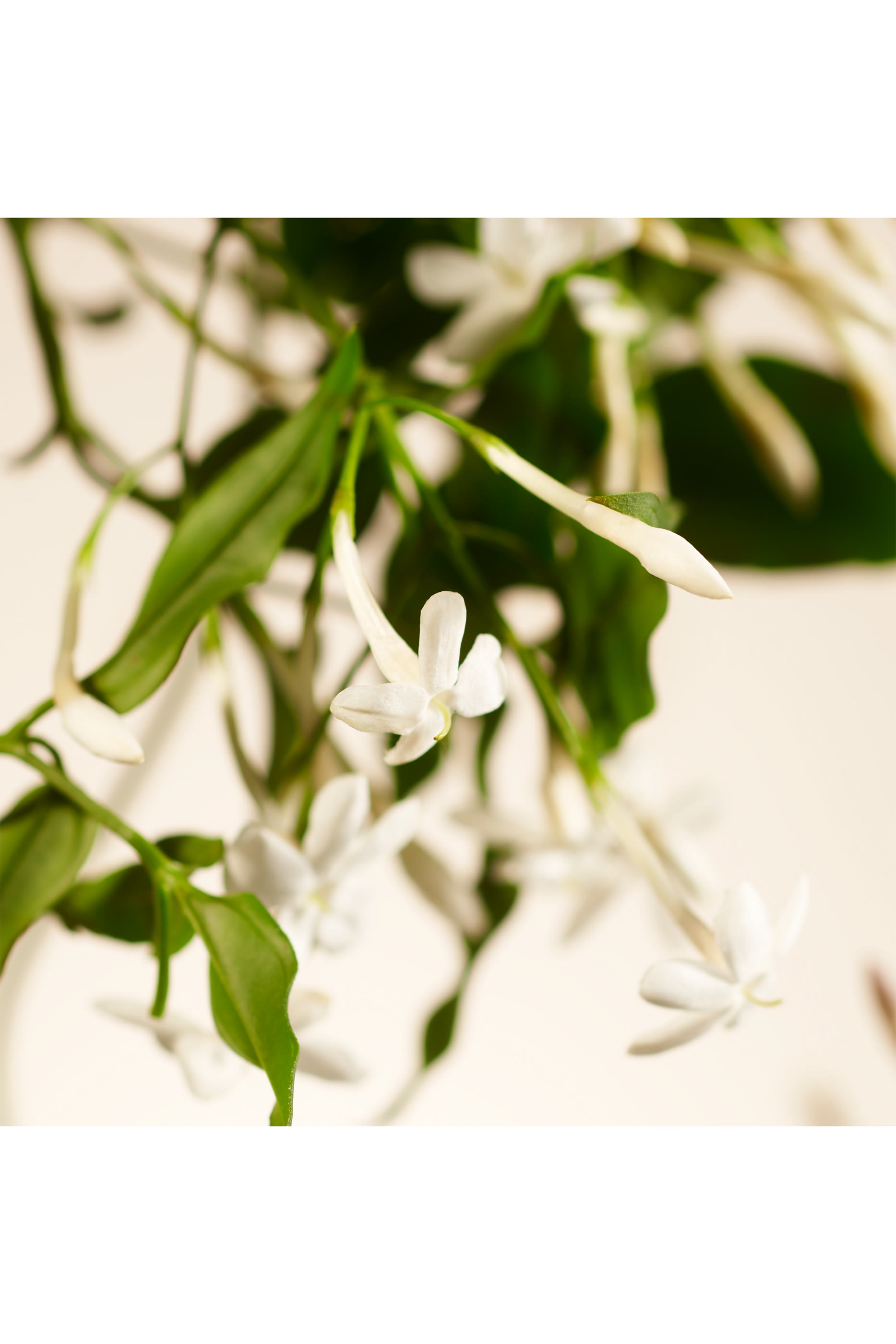 Sweet Jasmine Scented Candle