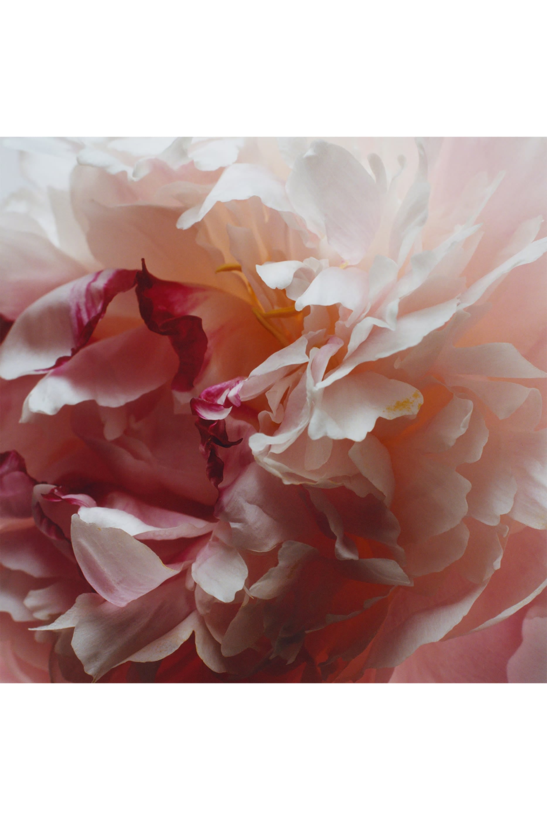 Peony and Blush Suede Deluxe Candle