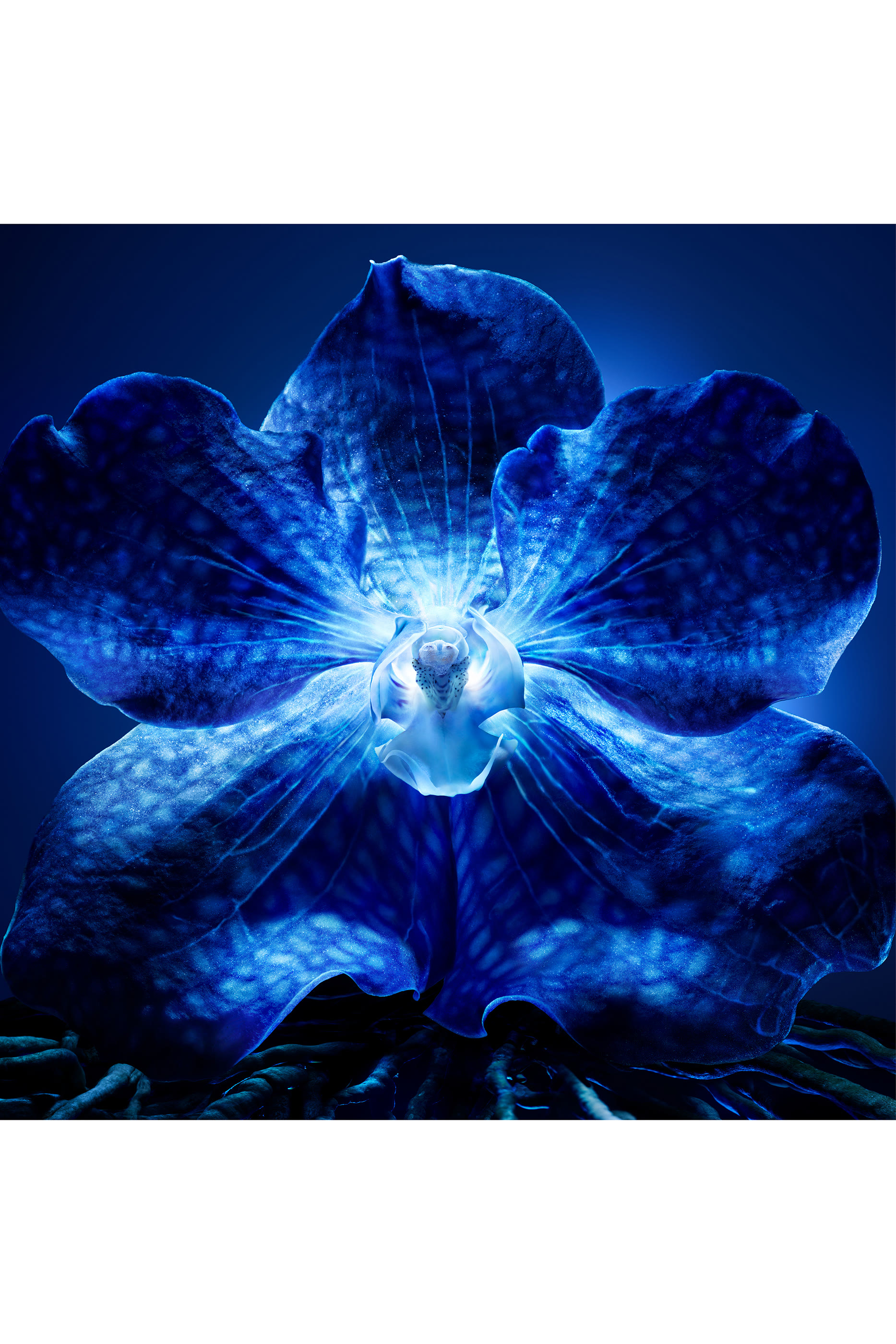 Orchid&eacute;e Imp&eacute;riale The Longevity Cream 