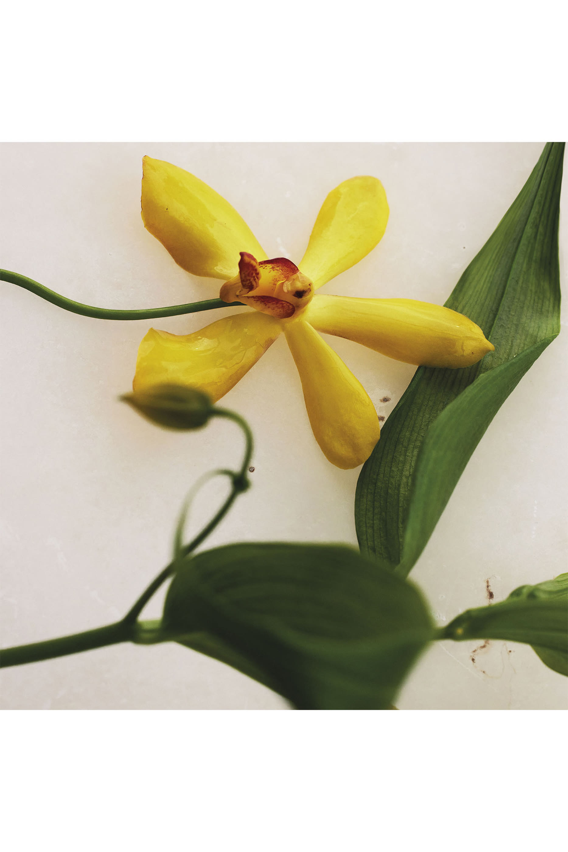 Atelier des Fleurs Vanilla Planifolia Eau de Parfum